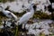 TheÂ cattle egretÂ - Bubulcus ibis